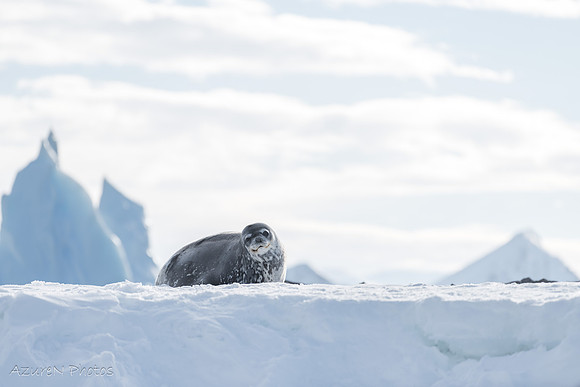 6 - Leopard Seal, Antarctica
