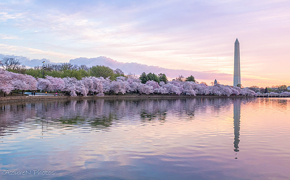 46 - Cherry Blossoms, Washington, DC