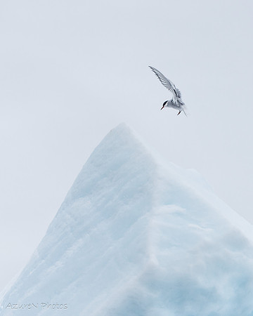 11 - Bird, Antarctica