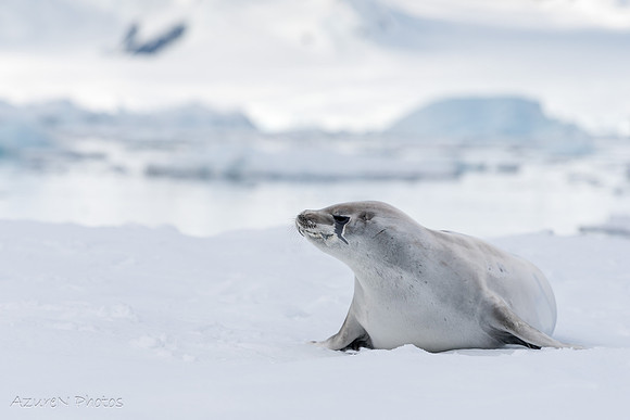 10 - Seal, Antarctica
