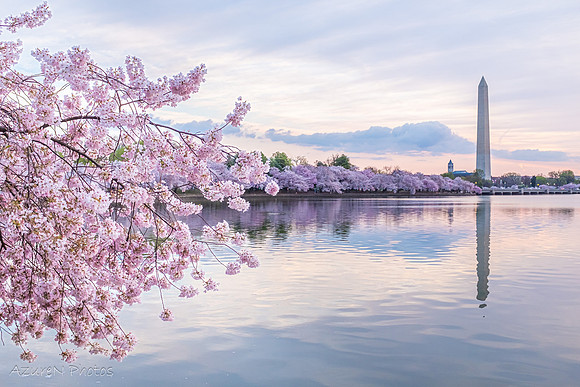 47 - Cherry Blossoms, Washington, DC