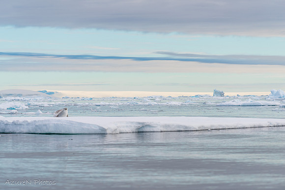 9 - Seal, Antarctica