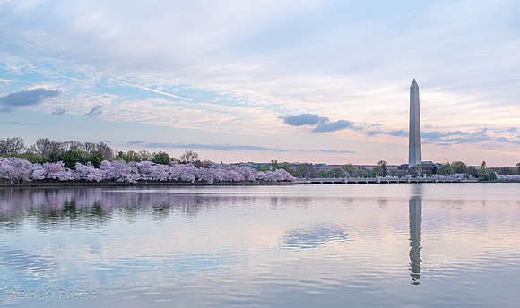 48 - Cherry Blossoms, Washington, DC